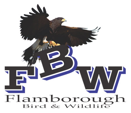 Flamborough Bird and Wildlife